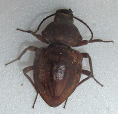 Hypomelina
