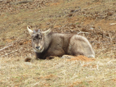 Naemorhedus caudatus