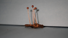 Paraisaria amazonica