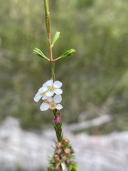 Harmogia densifolia