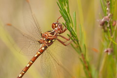 Archaeosynthemis orientalis