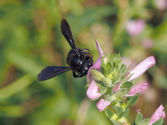 Xylocopa iris