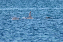 Tursiops truncatus ponticus
