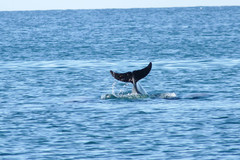 Tursiops truncatus ponticus