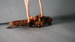 Paraisaria amazonica