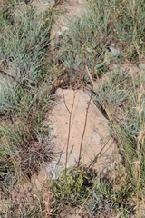 Senecio oxyriifolius