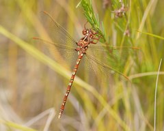 Archaeosynthemis orientalis