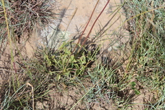 Senecio oxyriifolius