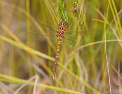 Archaeosynthemis orientalis