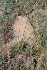 Senecio oxyriifolius