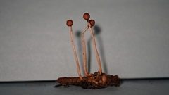 Paraisaria amazonica