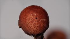 Paraisaria amazonica