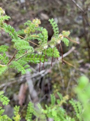 Dodonaea rupicola