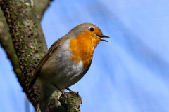 Erithacus rubecula