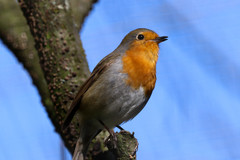 Erithacus rubecula