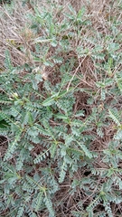 Astragalus tragacantha