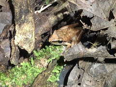 Pristimantis reichlei