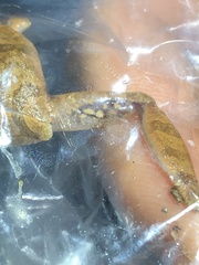 Pristimantis reichlei