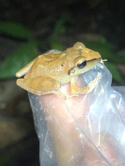 Pristimantis reichlei