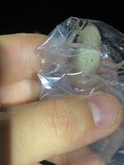 Pristimantis reichlei