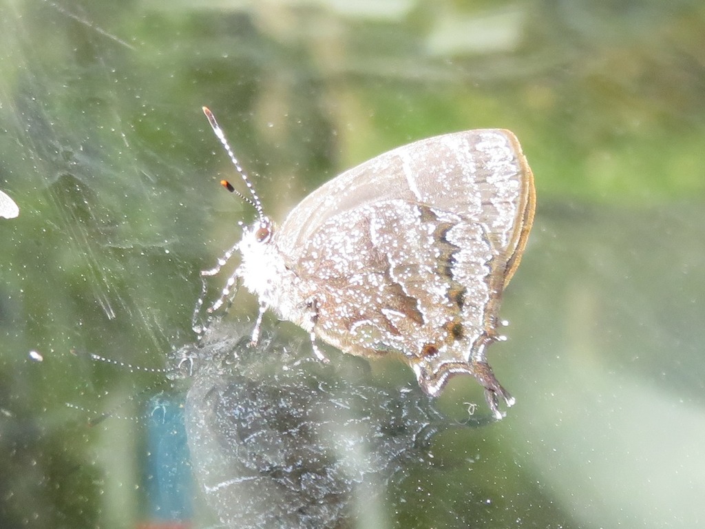 Johnsonita subcunicula