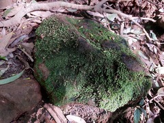 Haplocladium microphyllum