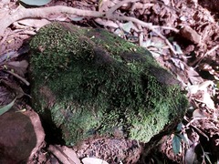 Haplocladium microphyllum