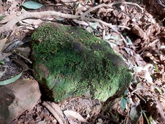 Haplocladium microphyllum