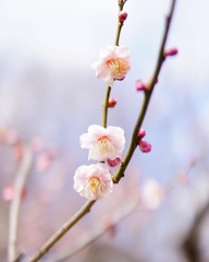 Prunus