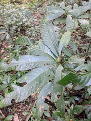 Lindera megaphylla