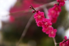 Prunus