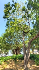 Gleditsia fera