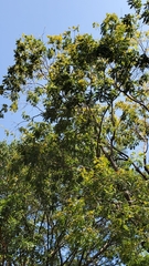 Gleditsia fera
