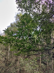 Lindera megaphylla