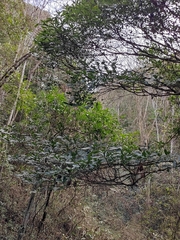Lindera megaphylla