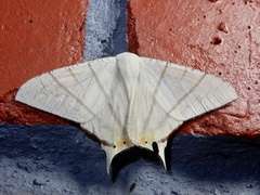 Ourapteryx marginata