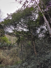 Lindera megaphylla
