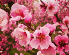 Prunus persica nucipersica