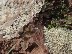 Curio radicans
