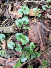 Lysimachia christinae