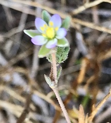 Spergularia tasmanica