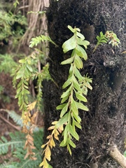 Tmesipteris horomaka