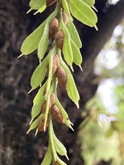 Tmesipteris horomaka