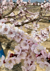 Prunus armeniaca