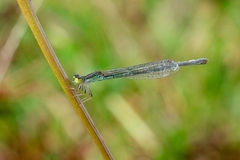 Ischnura aurora aurora