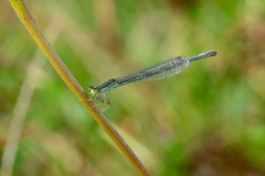 Ischnura aurora aurora