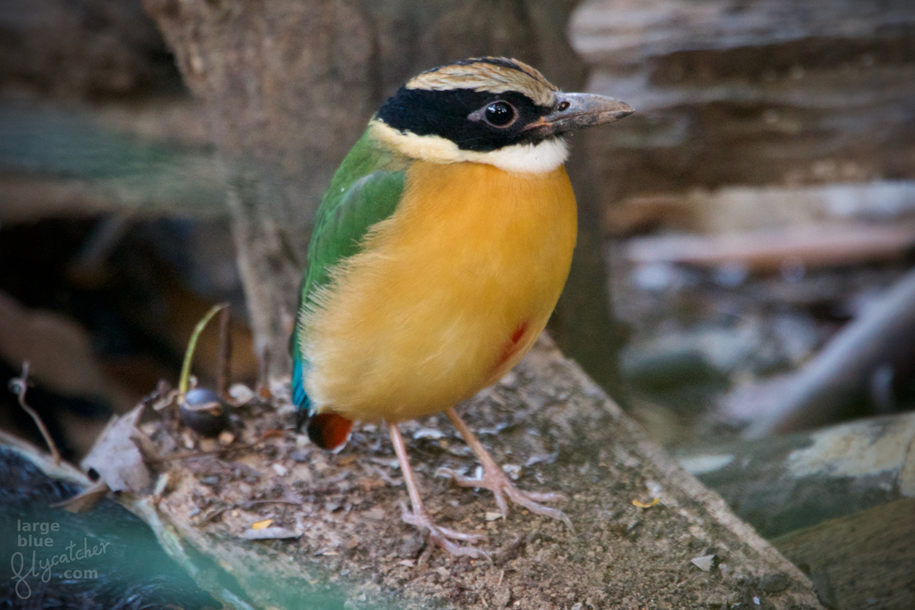 Blue-winged Pitta photo