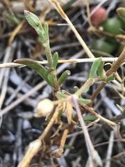Spergularia tasmanica