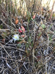 Spergularia tasmanica