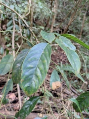 Itea omeiensis